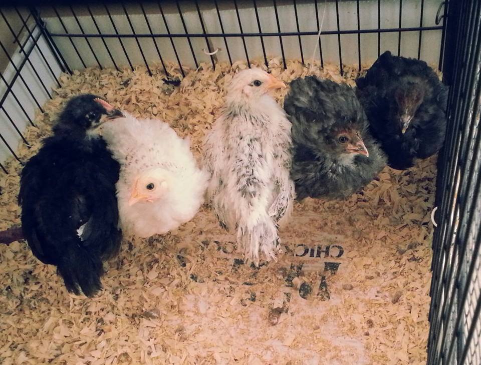 Garden Clutch BackYard Chickens Learn How to Raise Chickens