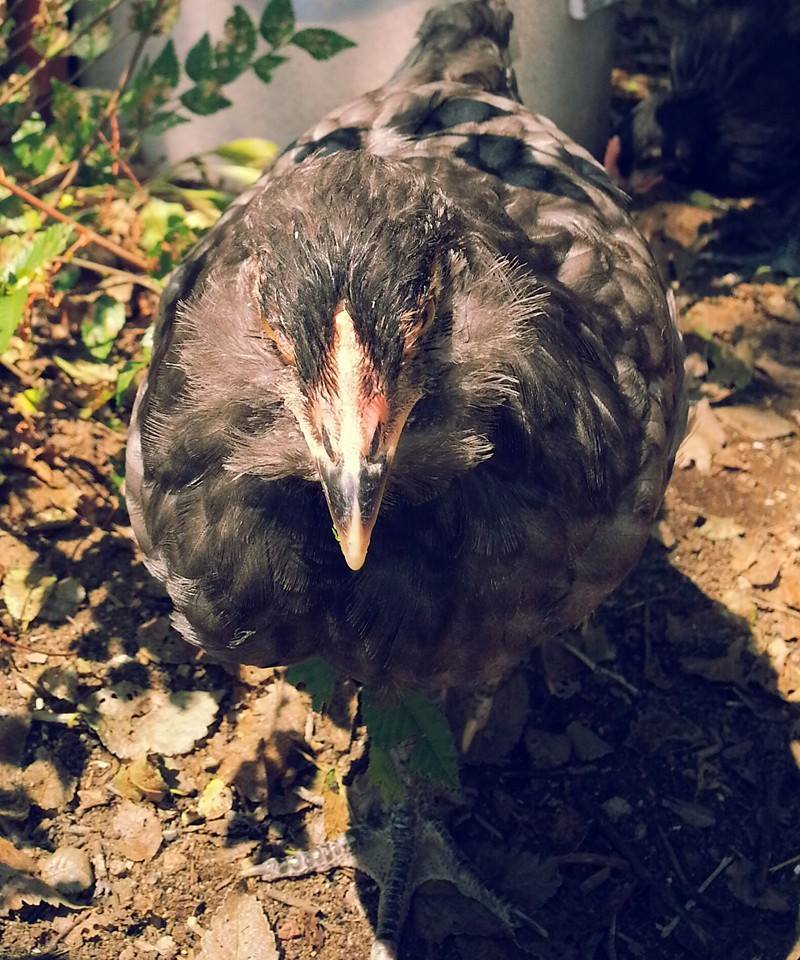 Garden Clutch BackYard Chickens Learn How to Raise Chickens