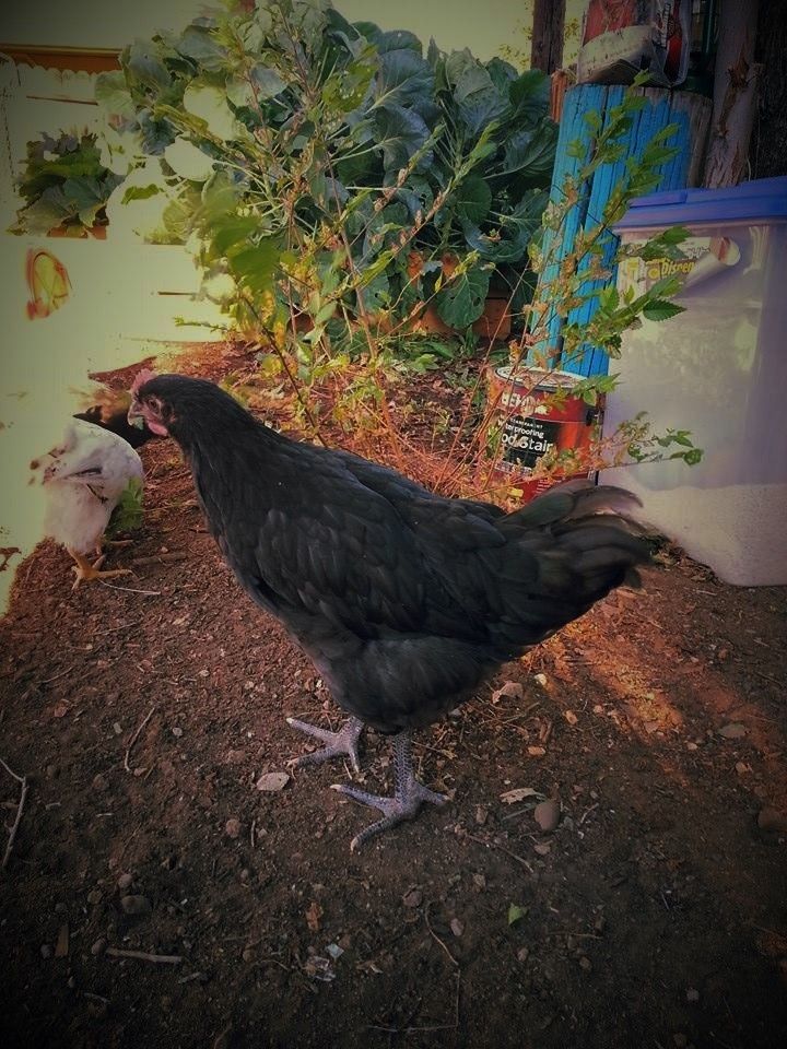 Garden Clutch BackYard Chickens Learn How to Raise Chickens