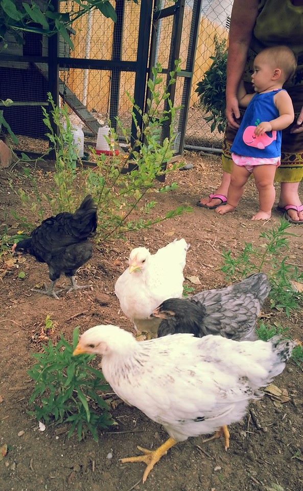 Garden Clutch BackYard Chickens Learn How to Raise Chickens