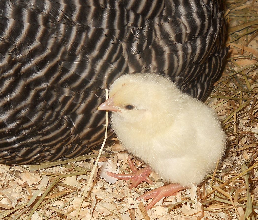 White Chicks 2 – Live Free or White Chick