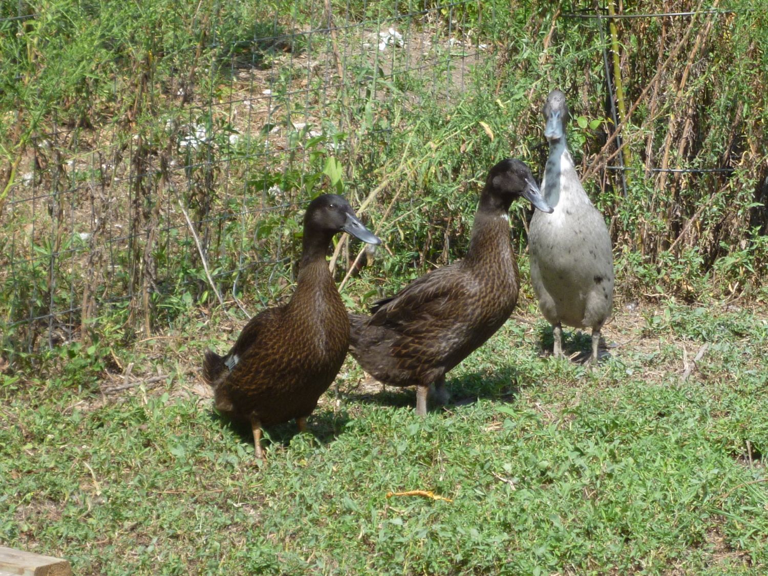 Do different breeds of ducks make different sounds? Boys or girls? BackYard Chickens picture pic
