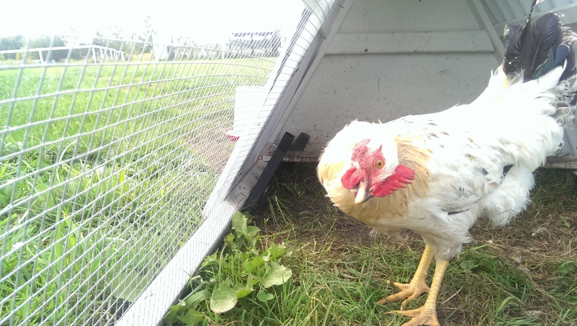 What Happened To My Rooster Stroke Backyard Chickens Learn How To Raise Chickens