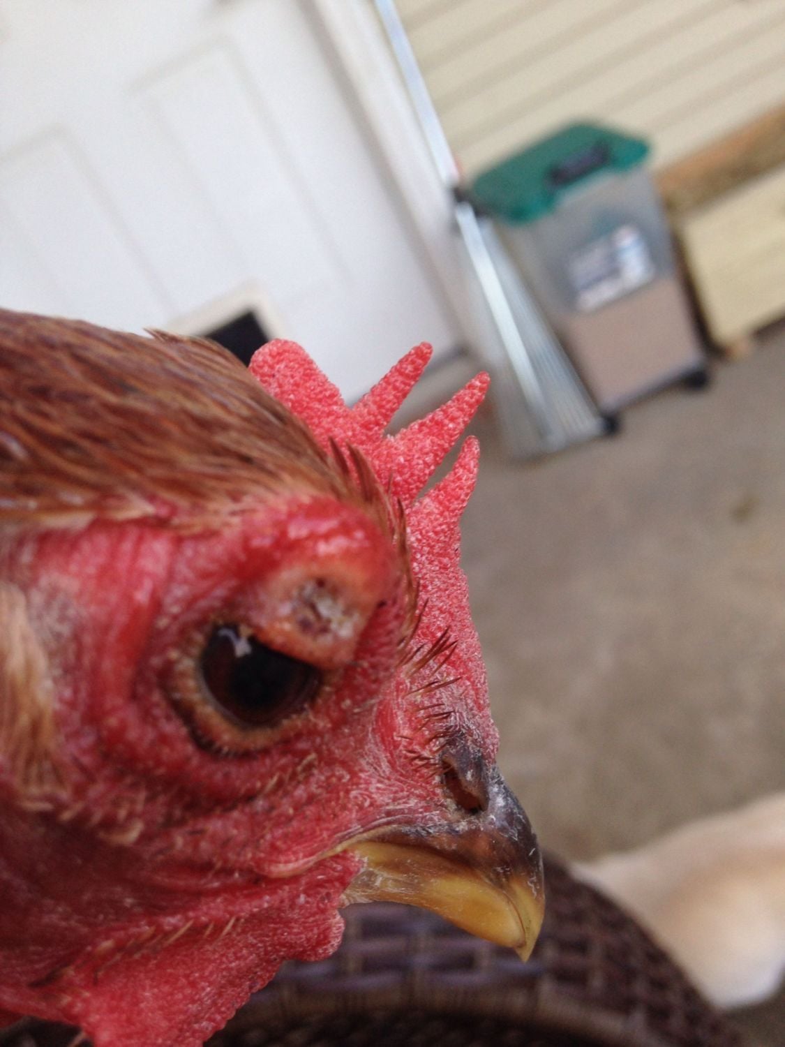 SWOLLEN EYE..HELP! See pic BackYard Chickens Learn How to Raise