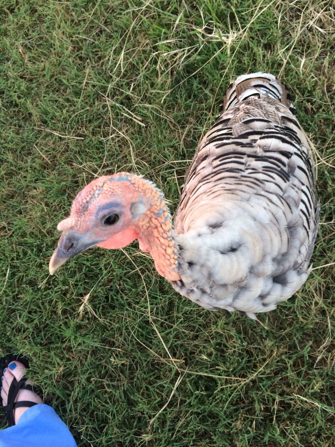 Narragansett Turkey...Jake or hen? BackYard Chickens Learn How to