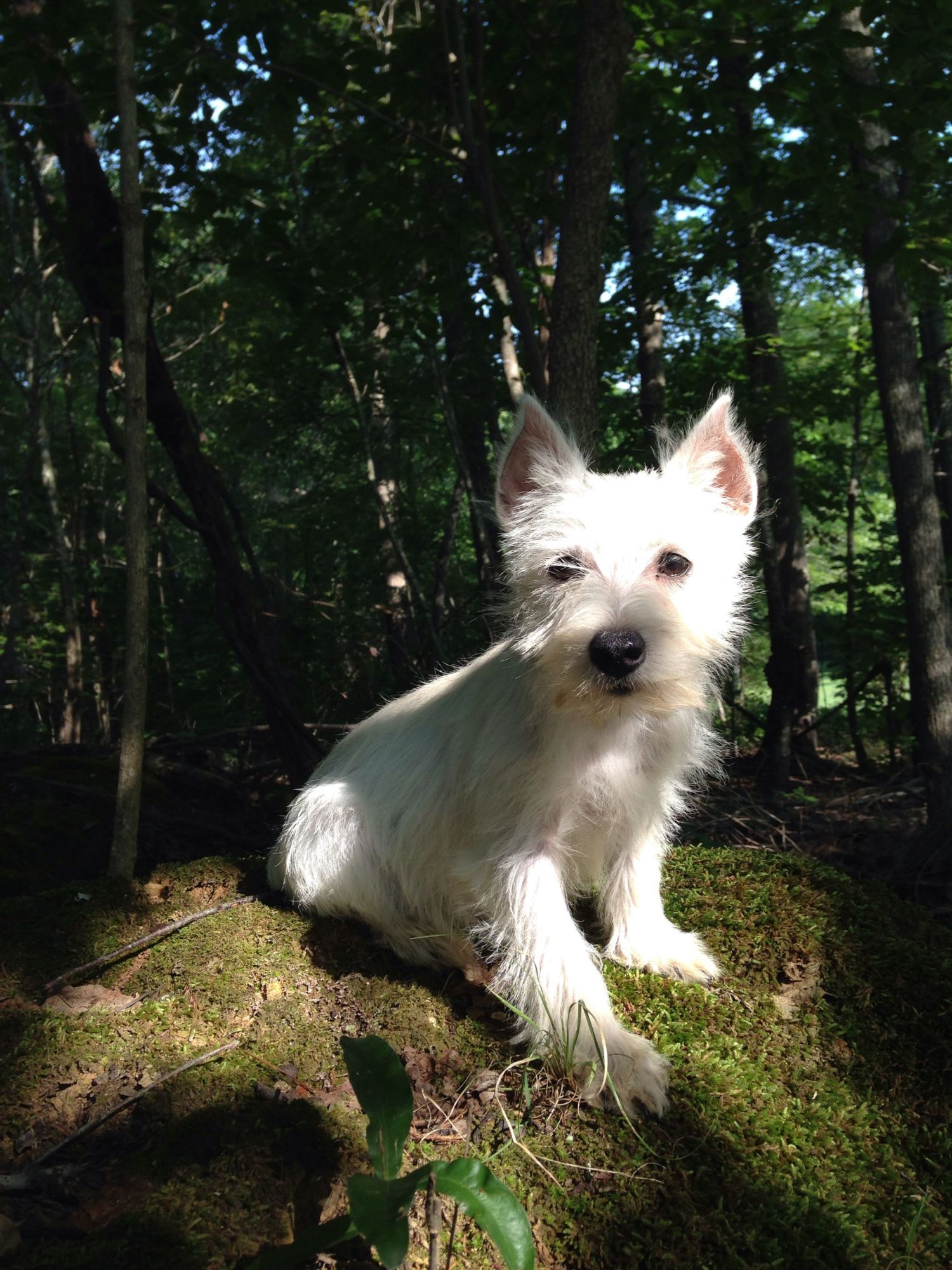 Is this really a Scottish Terrier BackYard Chickens Learn How