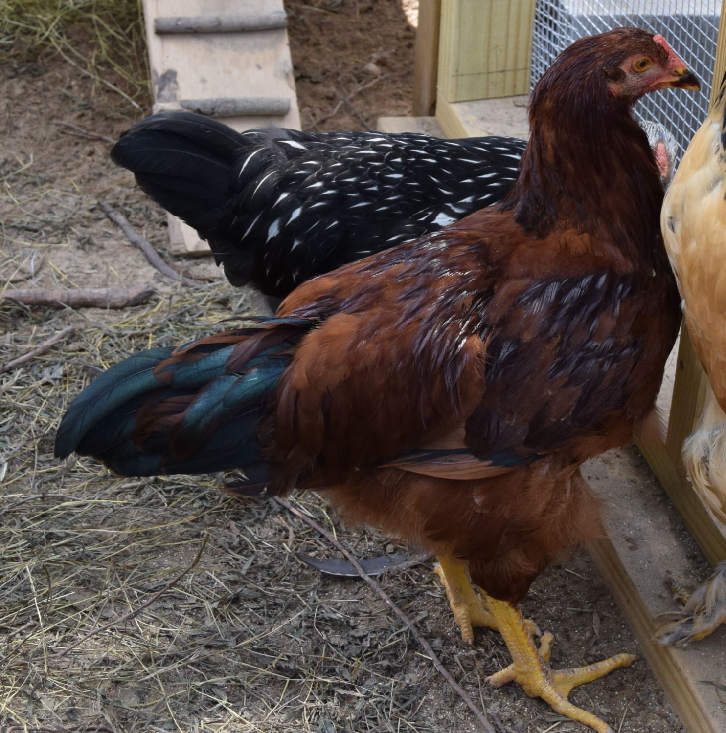 Production Red or Rhode Island Red? Hen or Rooster? | BackYard Chickens ...