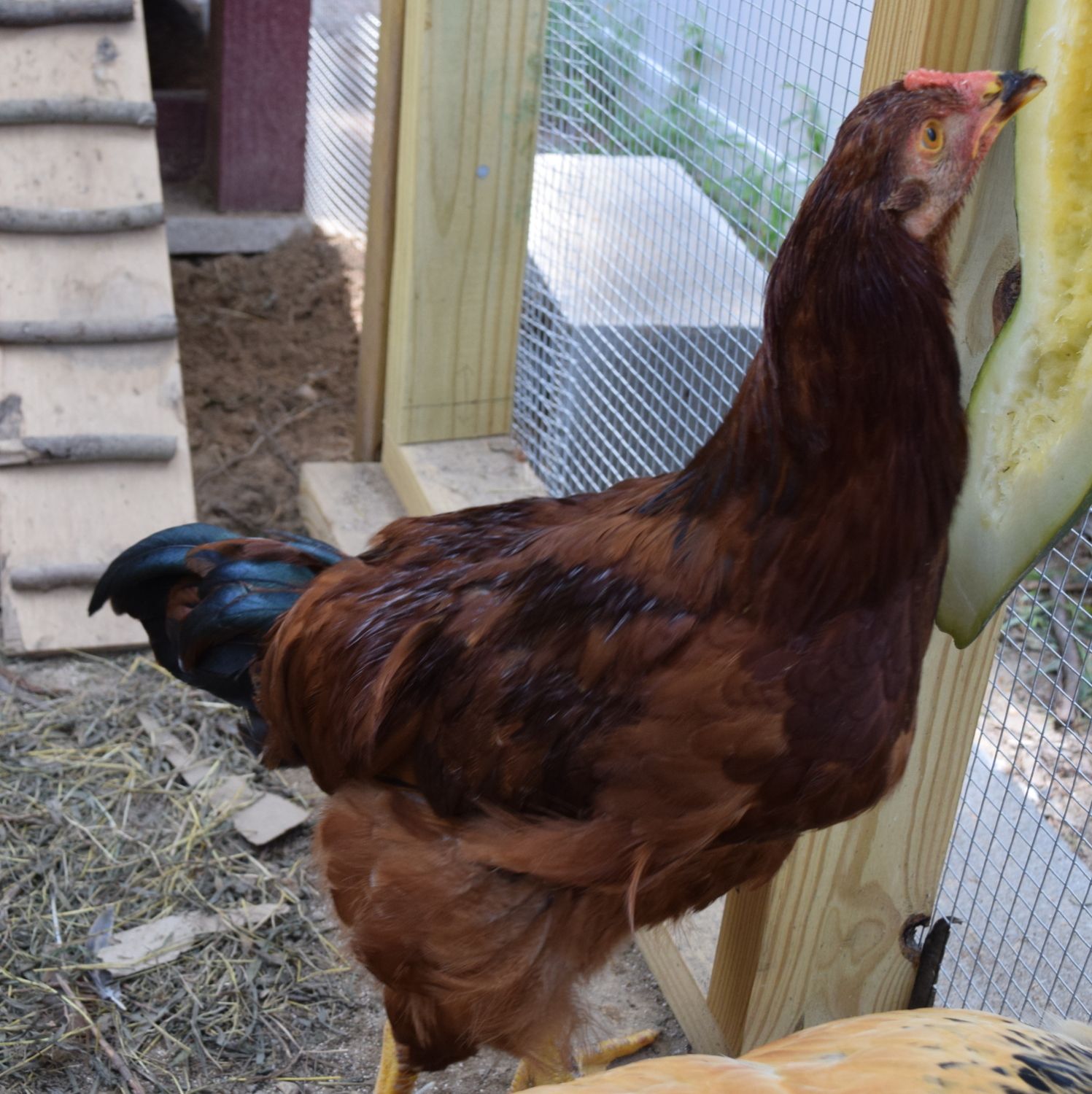 Production Red or Rhode Island Red? Hen or Rooster? | BackYard Chickens ...