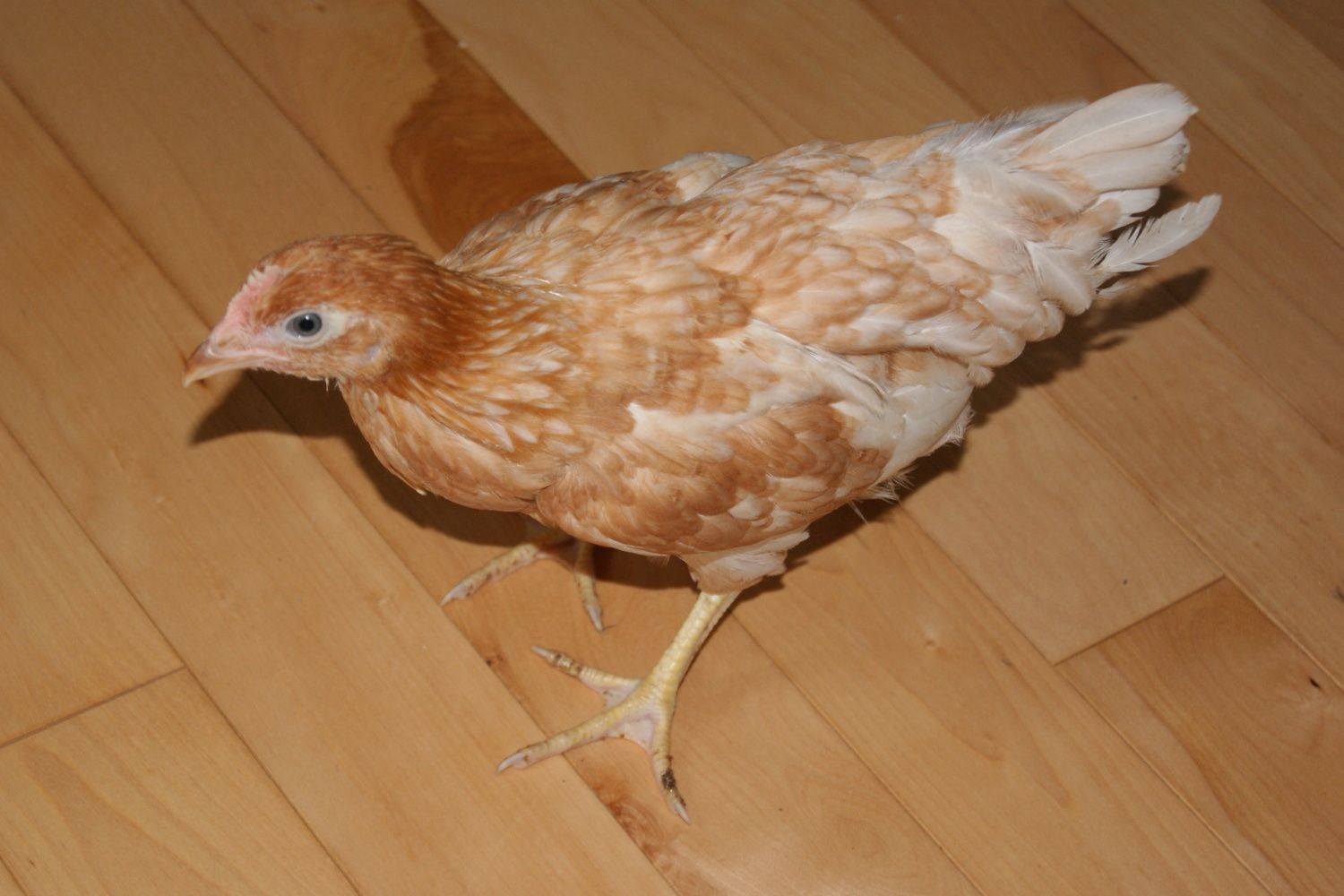 2-month-old-chicks-backyard-chickens-learn-how-to-raise-chickens
