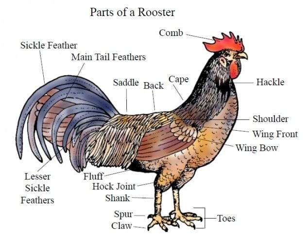 Roosters: Everything You Need To Know