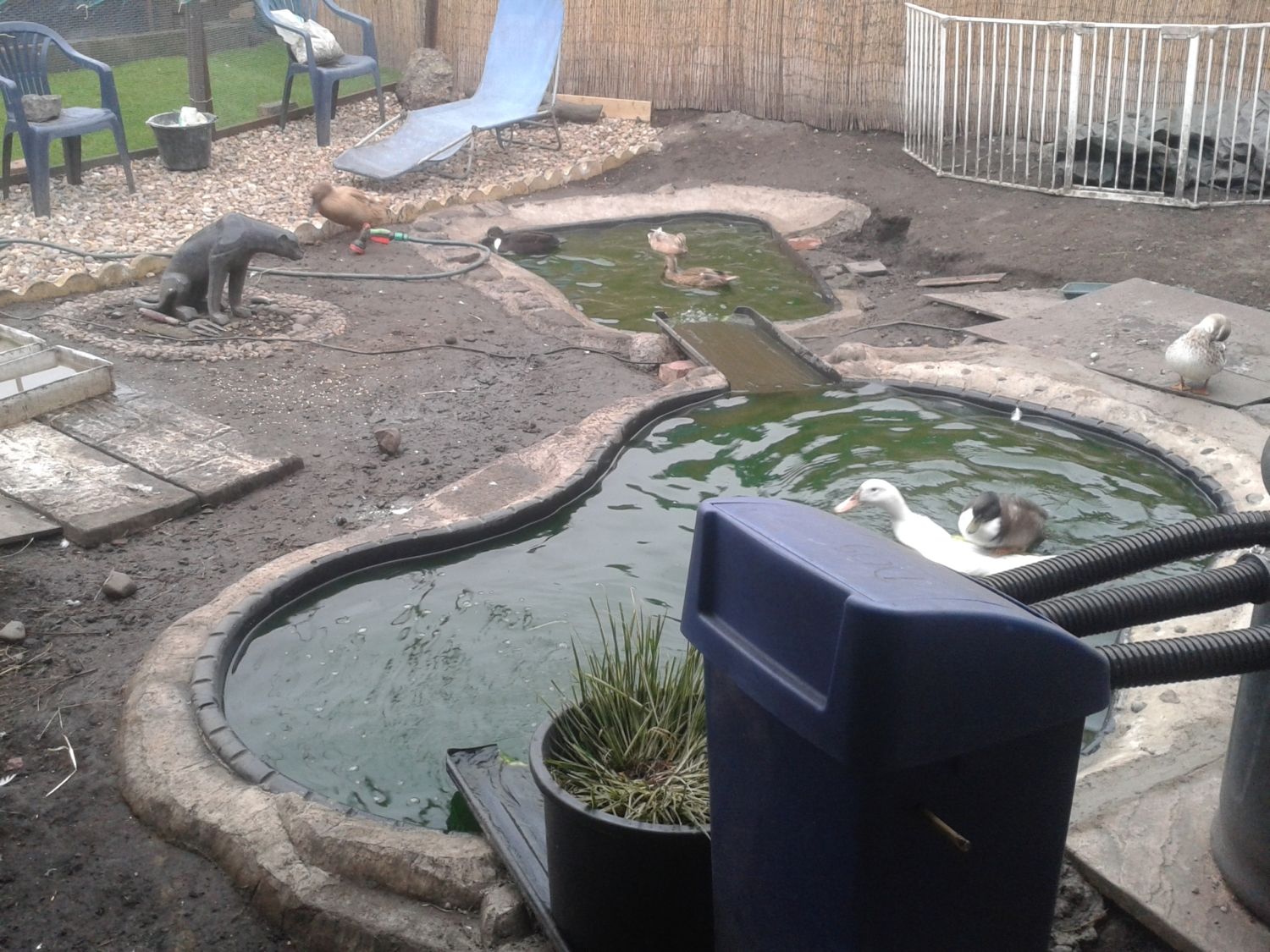 How does one keep a duck pond clean??? | Page 4 | BackYard Chickens