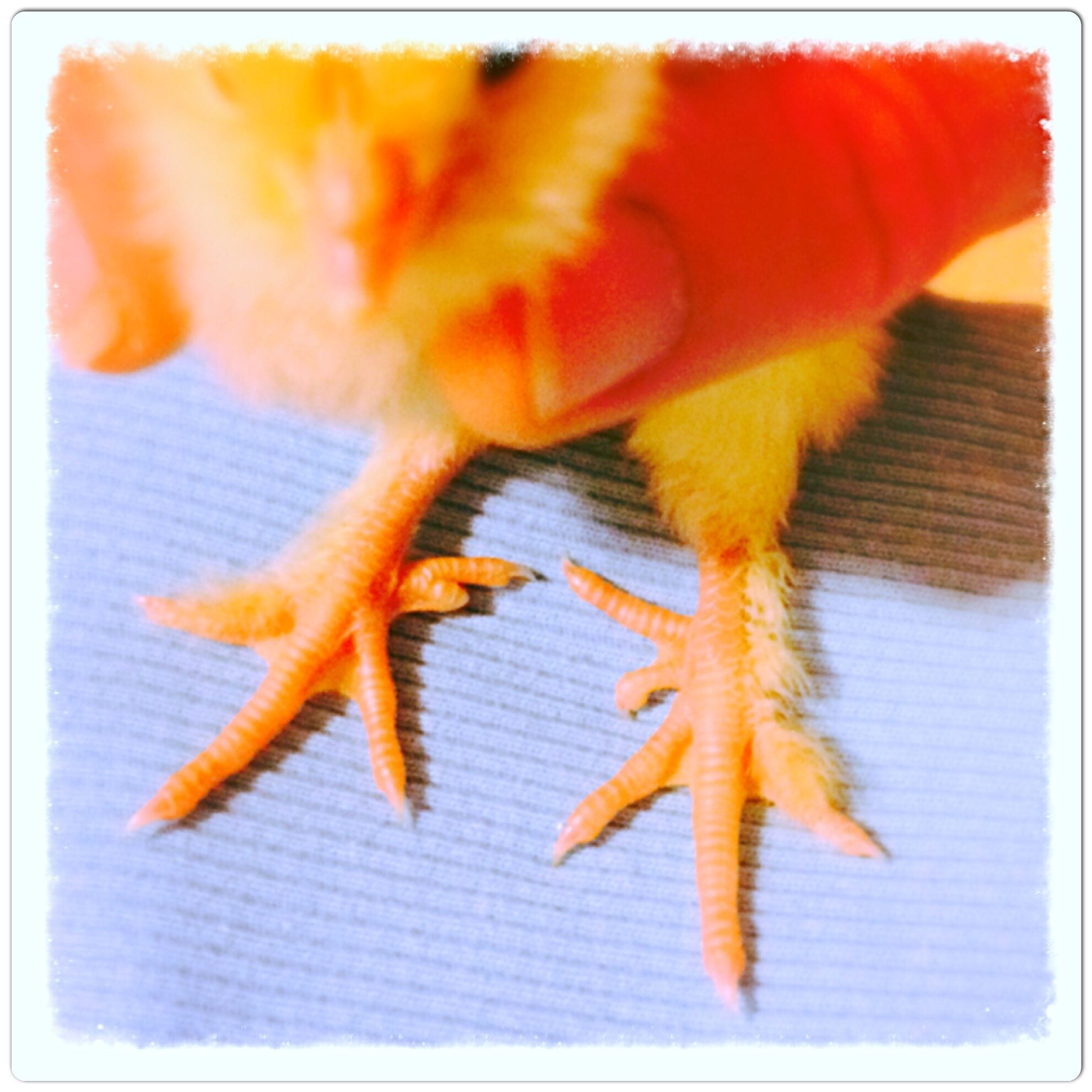 Baby Chick Deformed Feet ??? BackYard Chickens Learn How to Raise