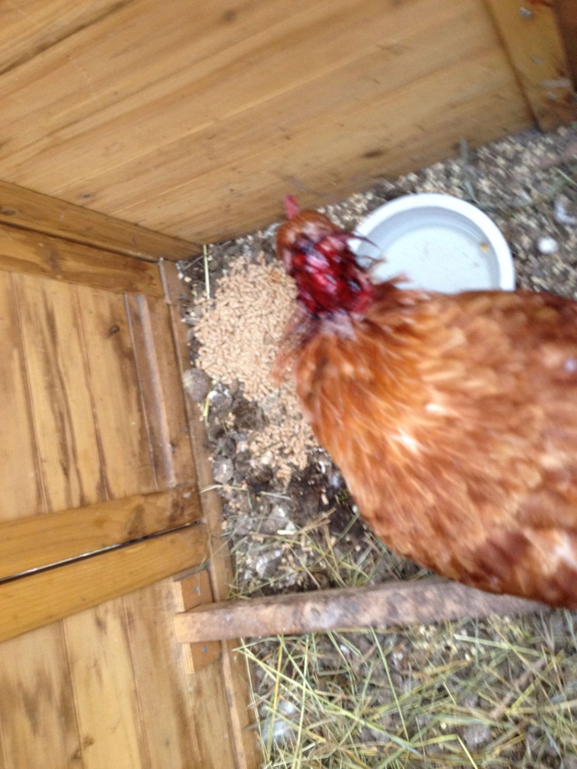Hen With Bloody Head Only 4 Hens In There For Almost Years No Rooster Backyard Chickens Learn How To Raise Chickens