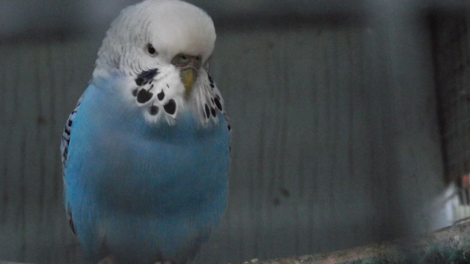 sick budgie