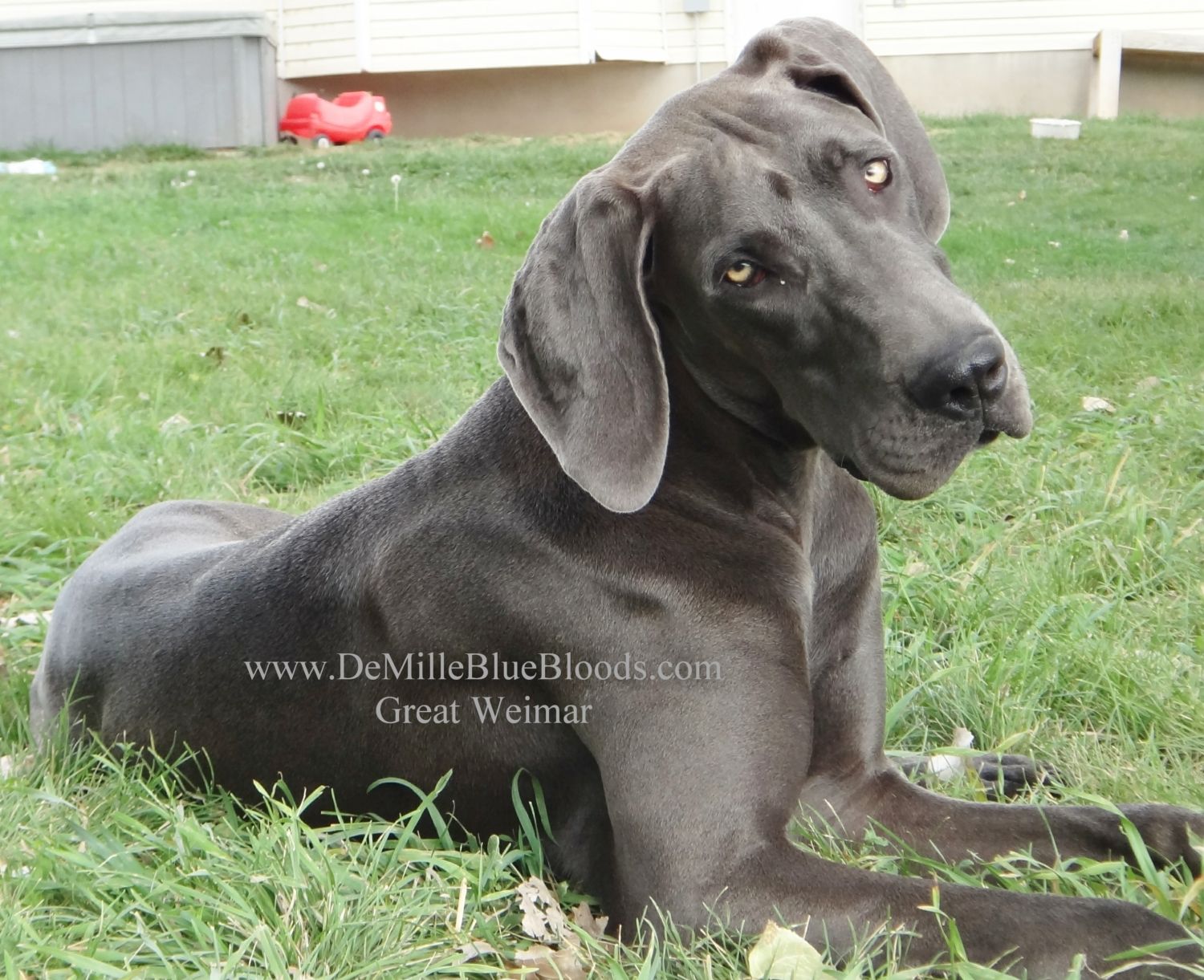 eksperimentel deadline guitar Weimaraner and Great Dane Official Club!~*~ | Page 6 | BackYard Chickens -  Learn How to Raise Chickens