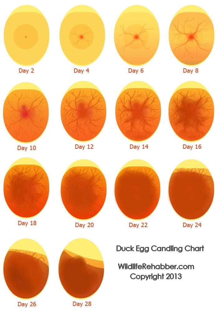 Egg Candling: What it Is, How to Do it, and More - A-Z Animals