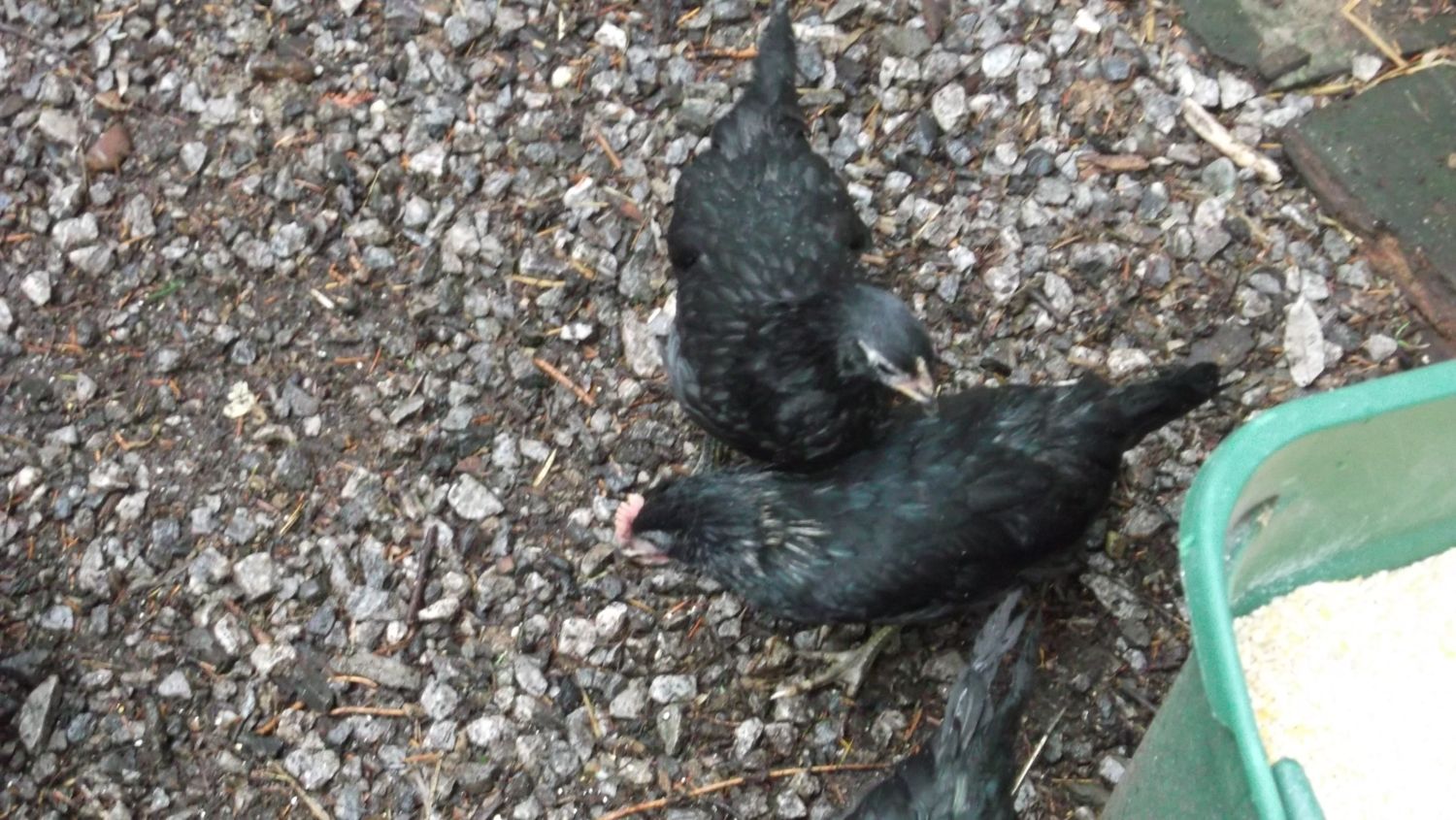 Ayam Cemani hybrids | BackYard Chickens - Learn How to Raise Chickens