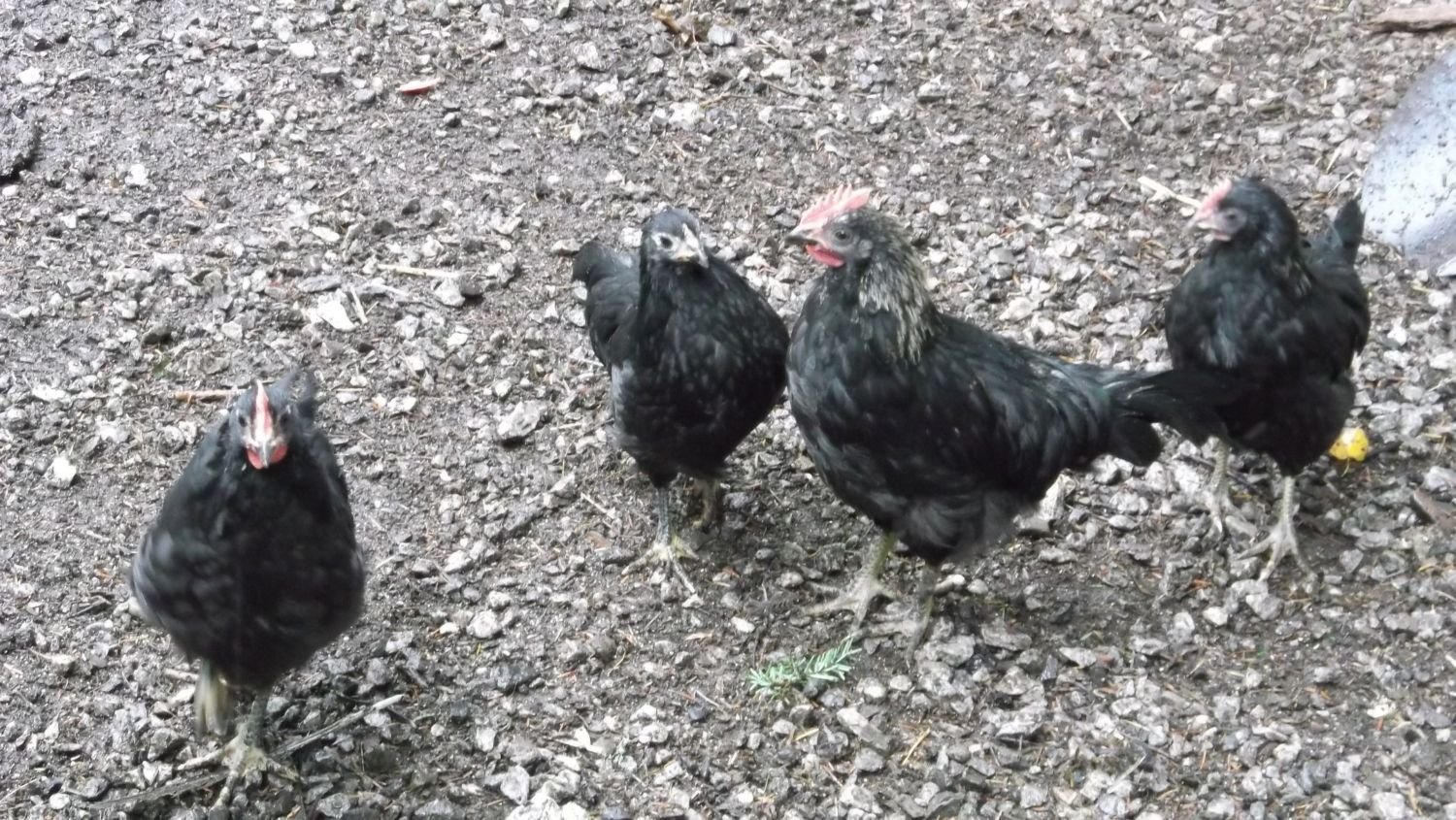 Ayam Cemani hybrids | BackYard Chickens - Learn How to Raise Chickens