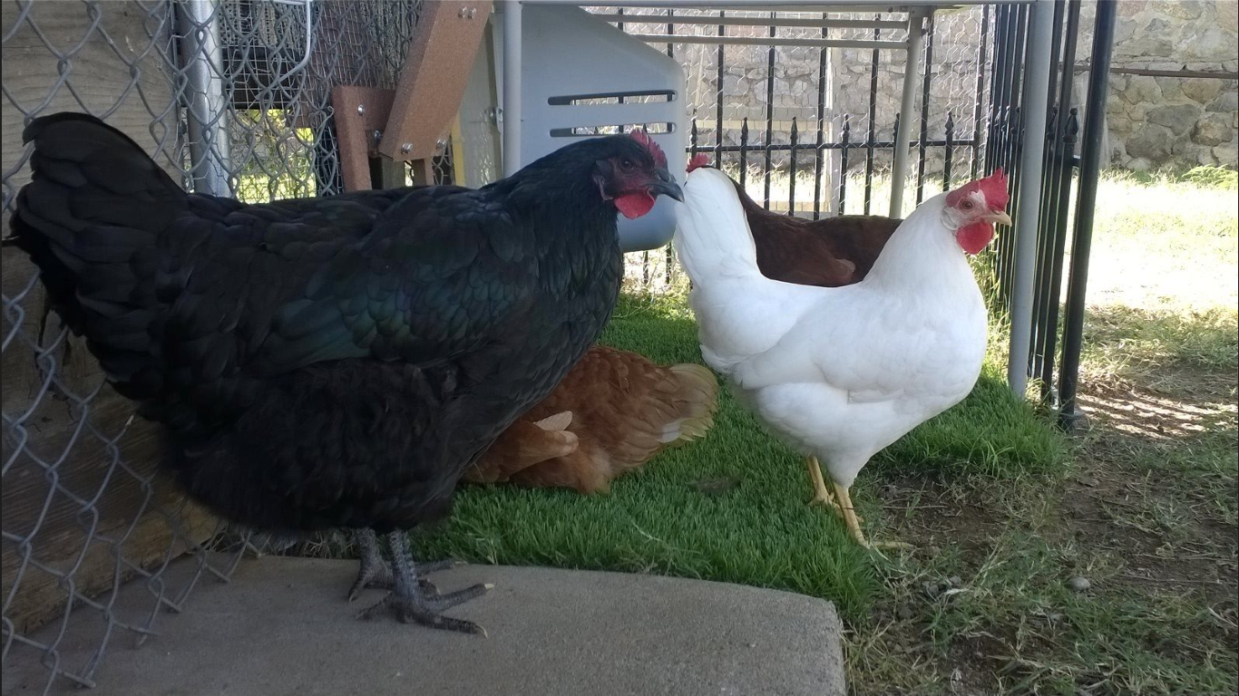 jersey giant compared to regular chicken