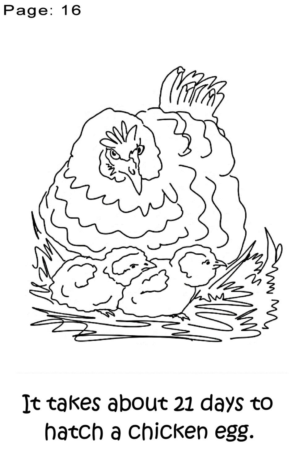 Download Chicken Coloring Book For Preschoolers | BackYard Chickens ...