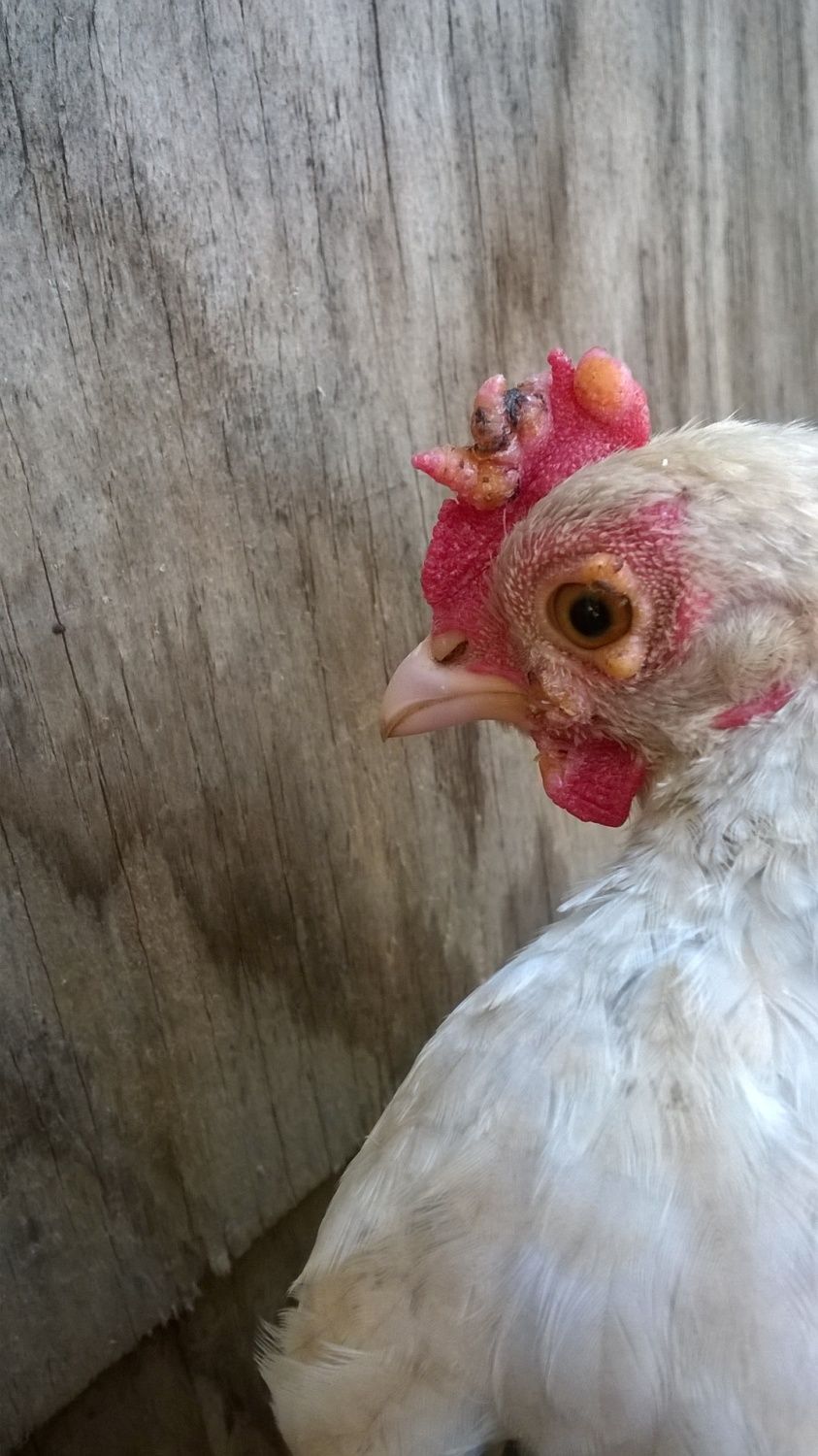 Lumps on a chicken BackYard Chickens Learn How to Raise Chickens