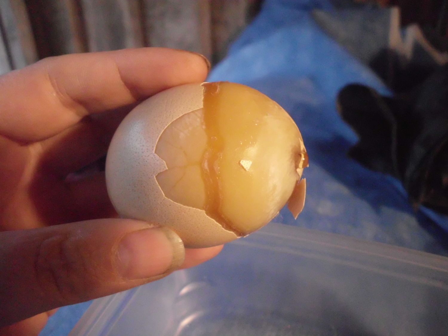 Cracking Open Rotten Eggs From The Incubator - EW the stench!! 
