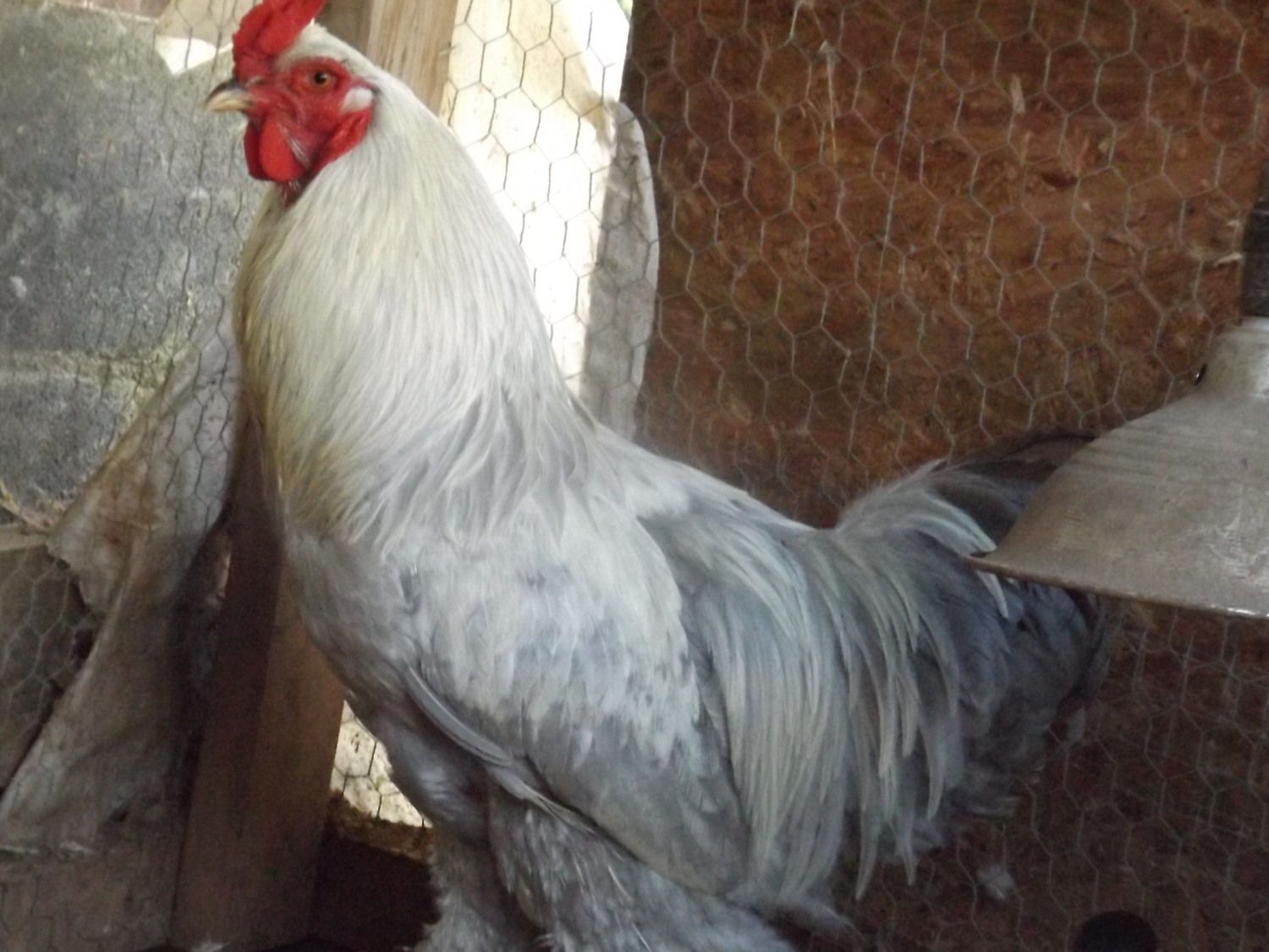 lavender isabel brahma project???  BackYard Chickens - Learn How