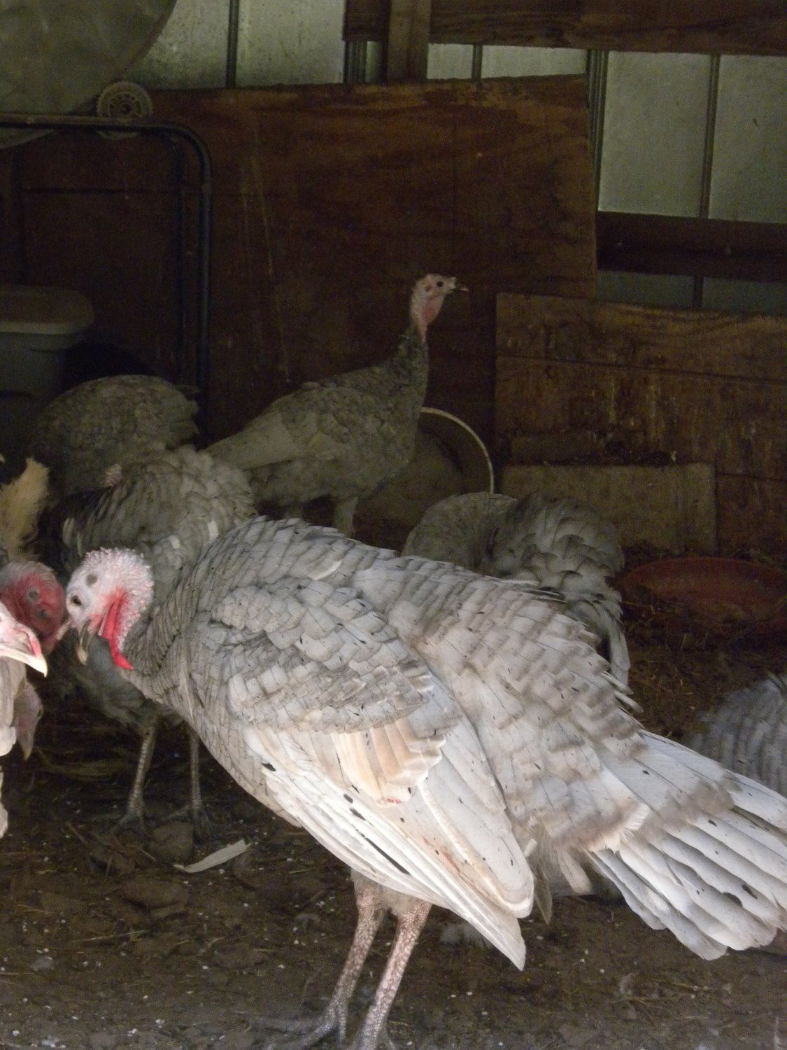 How often do turkeys lay eggs & what to do with the eggs ...