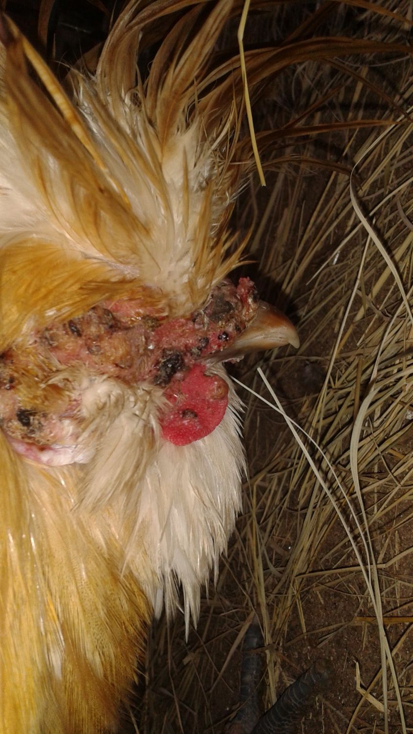 Rabbit Eye Issue - What's going on here?  BackYard Chickens - Learn How to  Raise Chickens