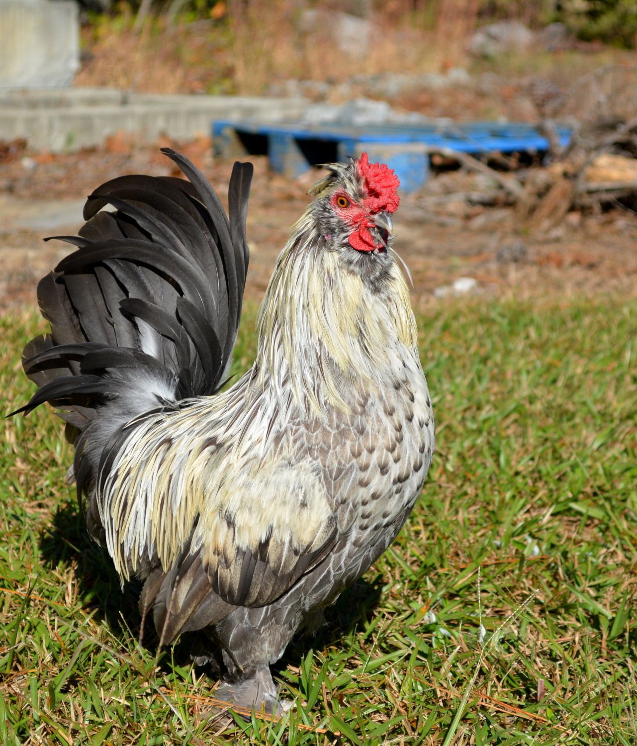 Best looking hybrid chicken! | BackYard Chickens - Learn ...