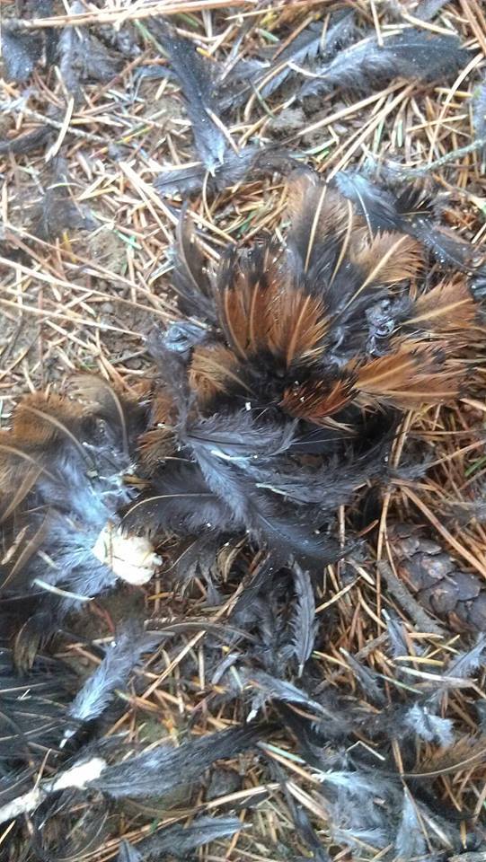 Dead chicken near my coops, but it isn't mine! BackYard Chickens