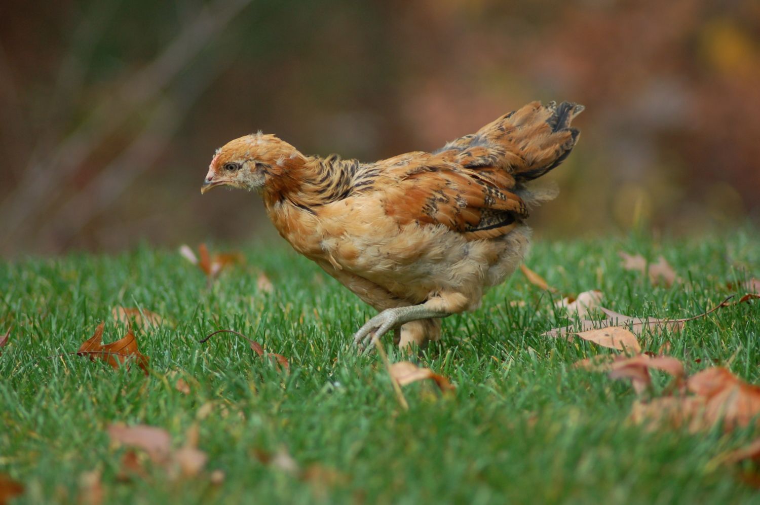 8 week old Ameraucana chicks - pullets or cockerels ...