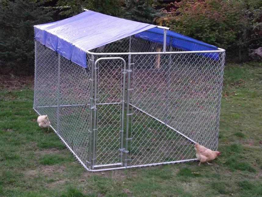 Dog kennel hotsell roof diy