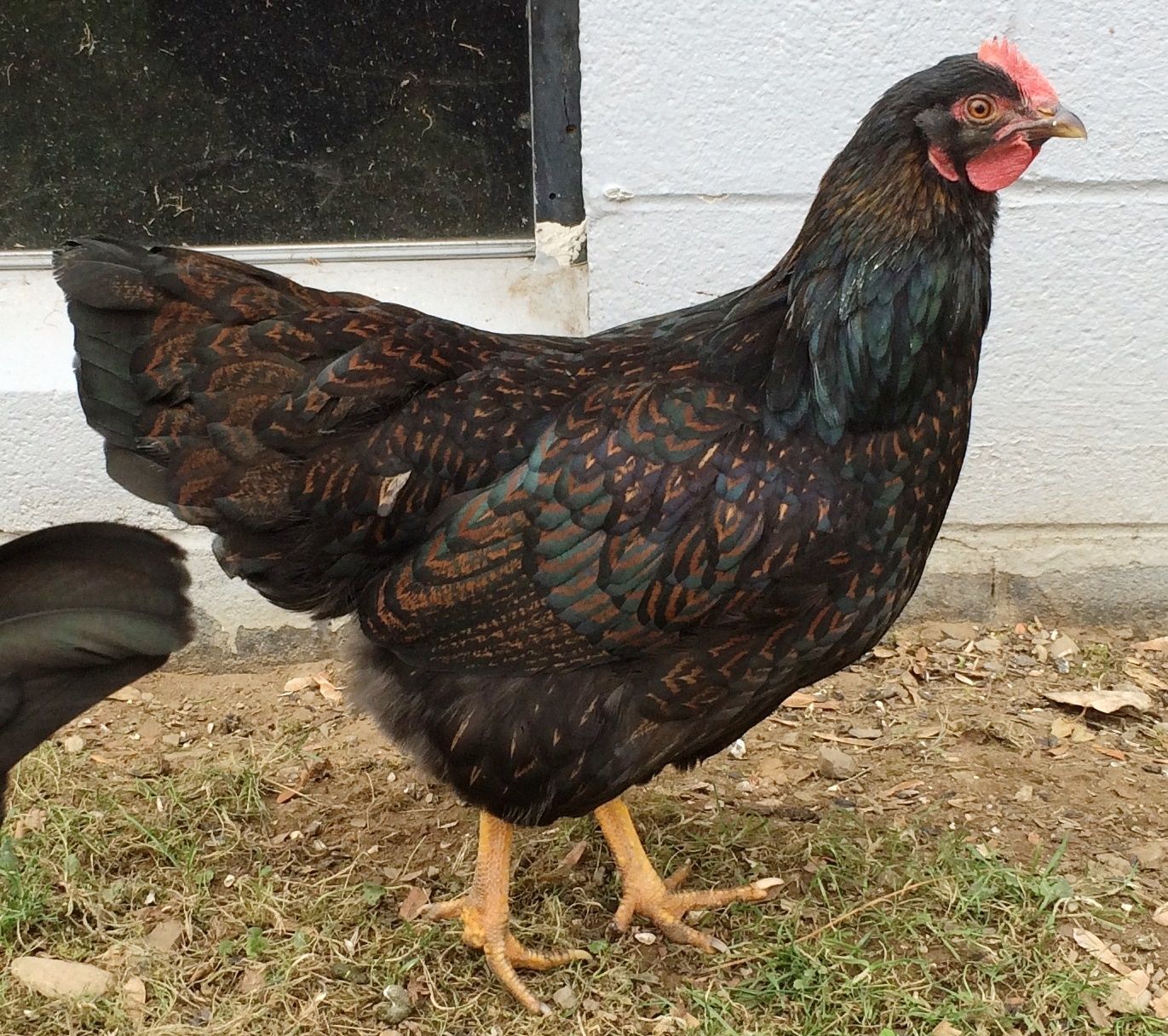 Dark Cornish X Breeds Backyard Chickens Learn How To Raise Chickens