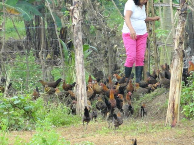 Philippine Native Chicken "Darag" | BackYard Chickens ...
