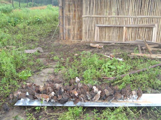Philippine Native Chicken "Darag" | BackYard Chickens