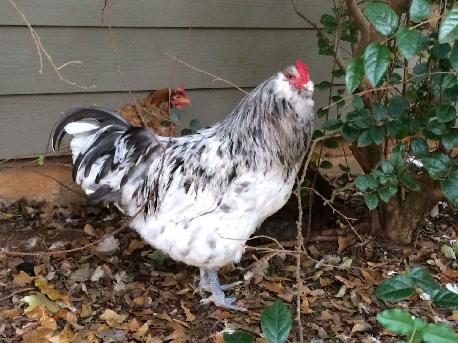 Atlanta Rooster Blue Splash Ameracauna Free Backyard Chickens Learn How To Raise Chickens