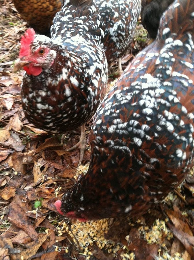 Chickens Molt