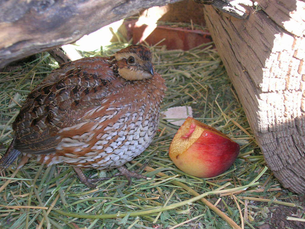 Housing And Feeding Your Quail BackYard Chickens