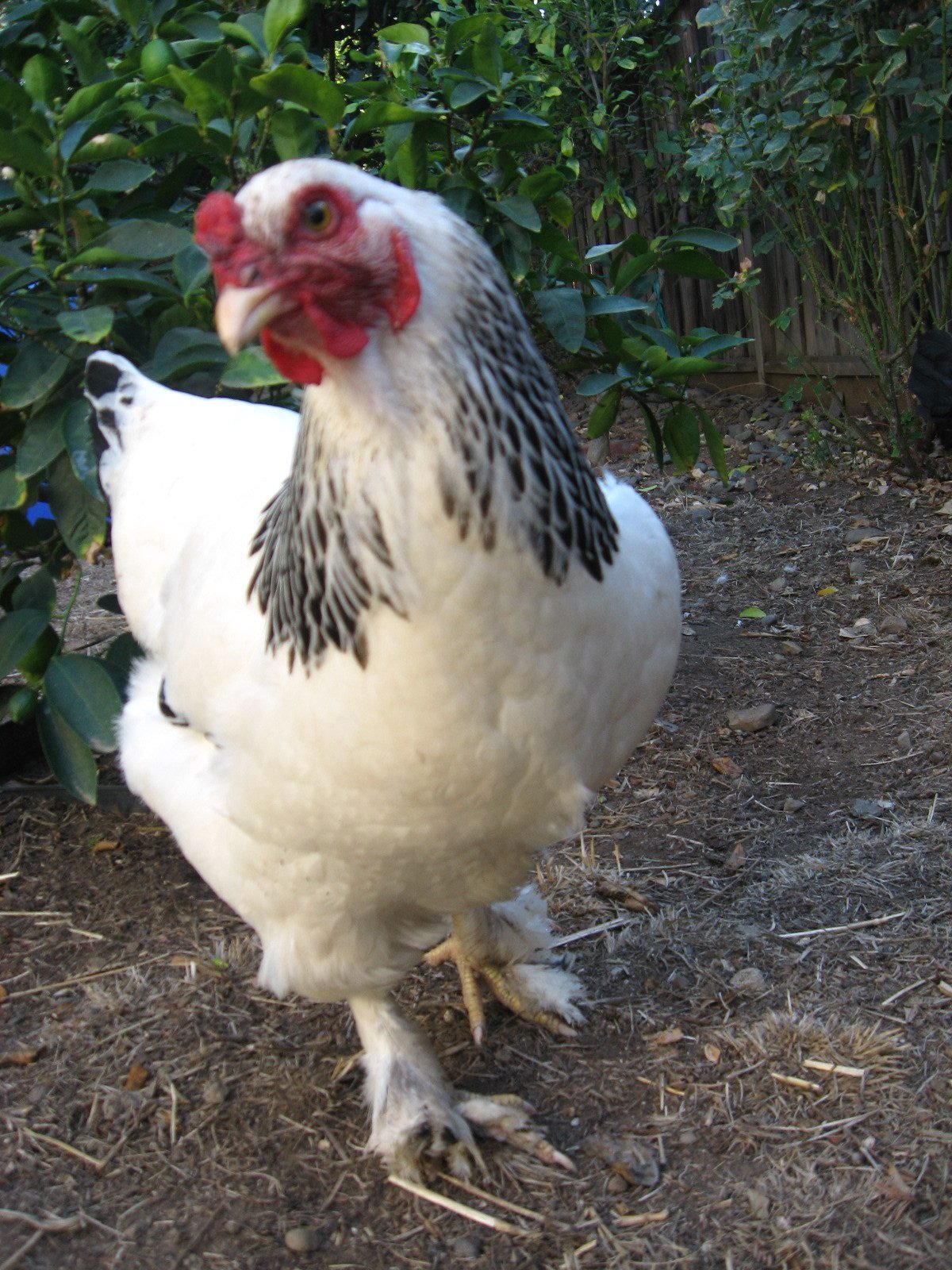 Chicken Breed Focus - Brahma  BackYard Chickens - Learn How to Raise  Chickens