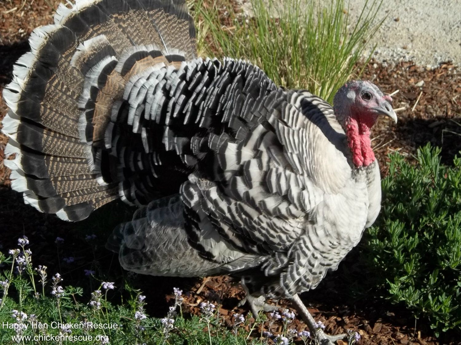 Is It Normal For Female Turkeys to Puff Up? (Just curious)
