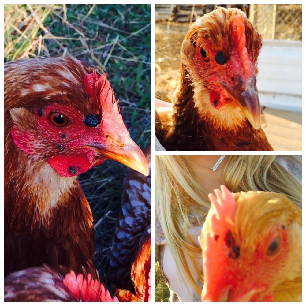 Weird Black bumps on Hen's Head BackYard Chickens Learn How to