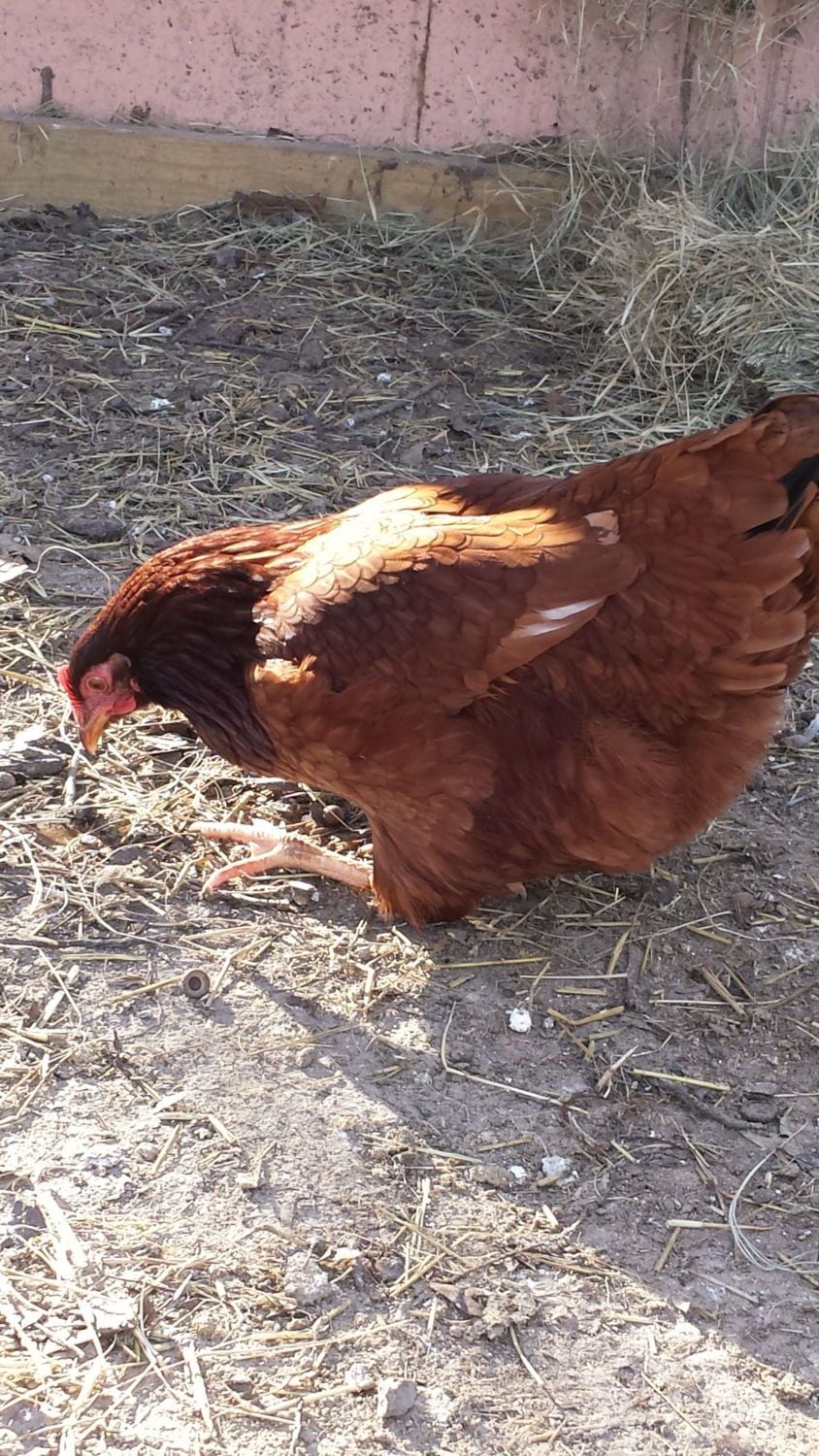 help, chicken limping BackYard Chickens Learn How to Raise Chickens