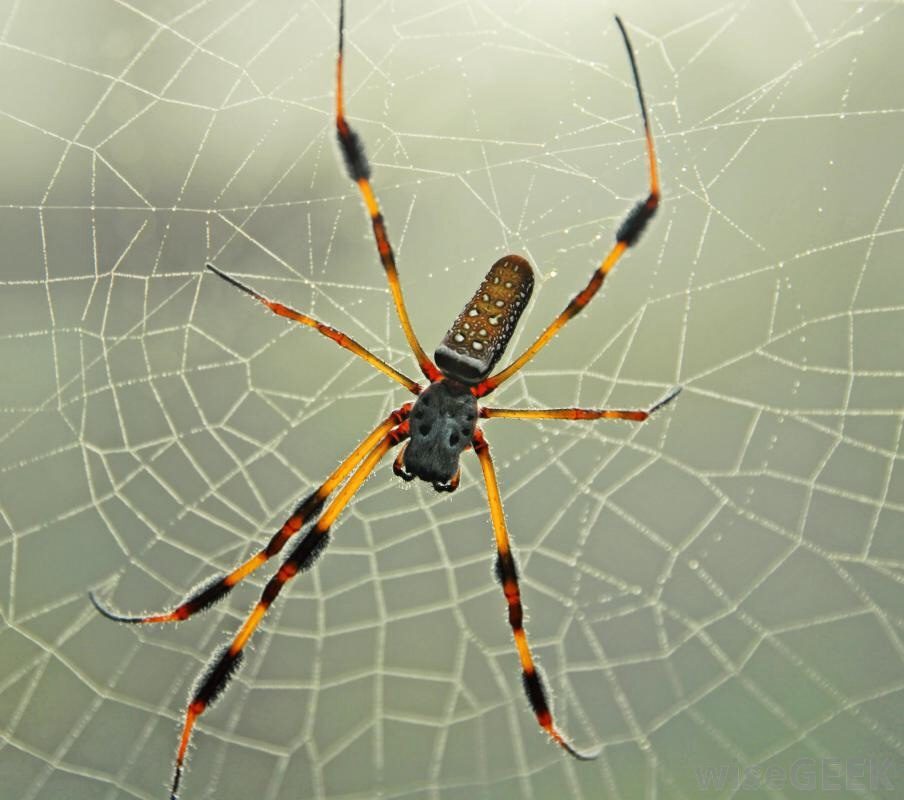 LL