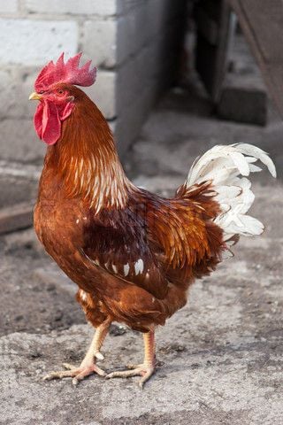 Red rooster with white tail feathers