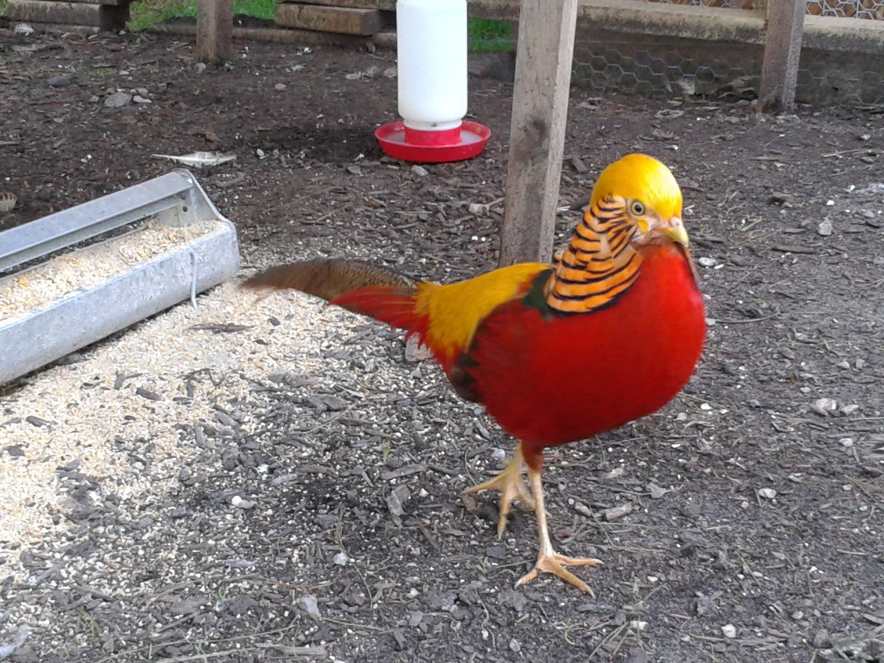 BEGINNERS GUIDE FOR THE RED GOLDEN PHEASANT (PIC HEAVY) WITH MUTATION PICS BackYard Chickens image