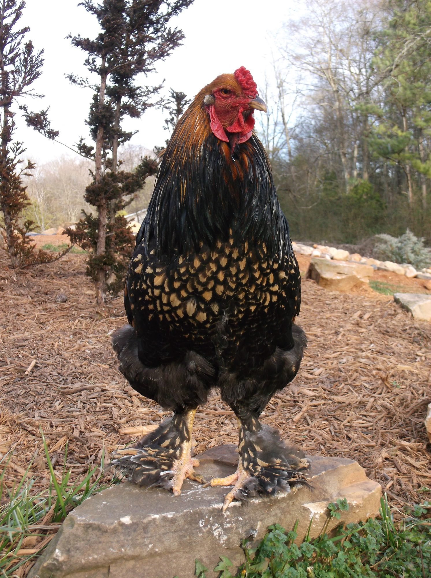Is this a Gold Laced Buff Brahma?, Page 2
