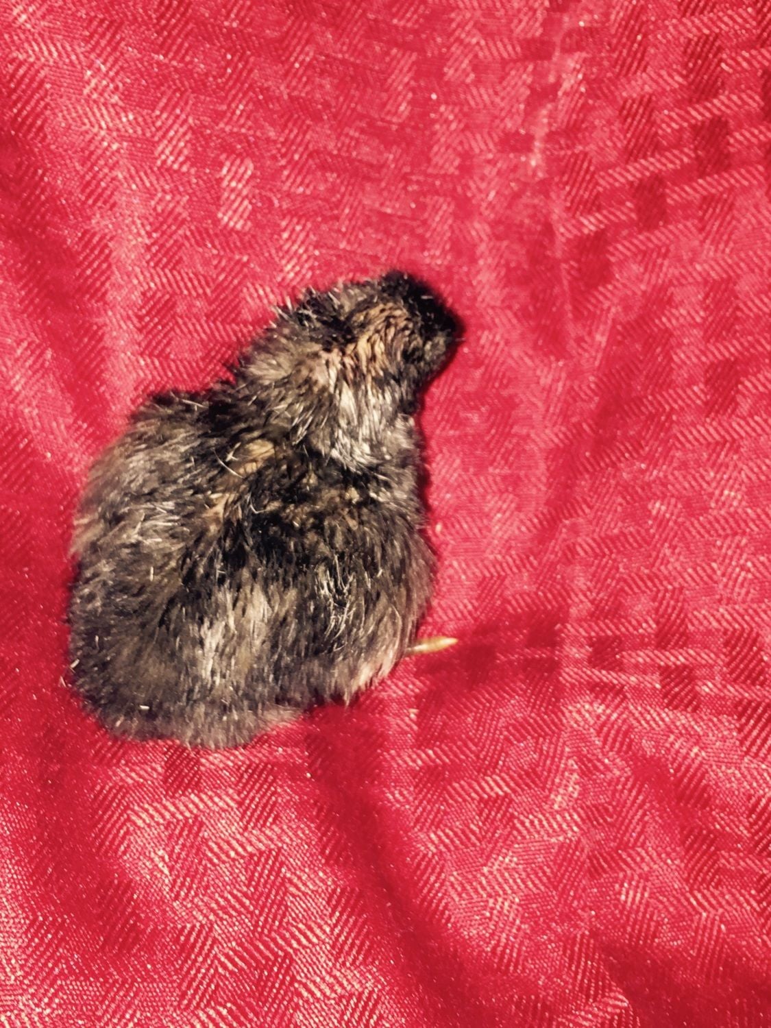 Jersey giant hen and Barred rock Rooster Cross BackYard Chickens