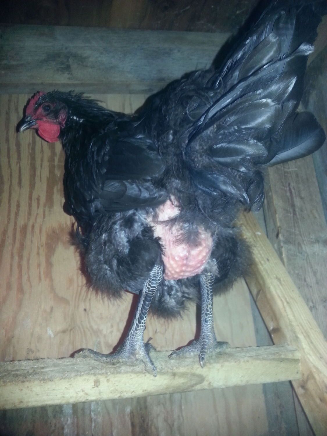 swollen abdomen? egg bound or something else? BackYard Chickens