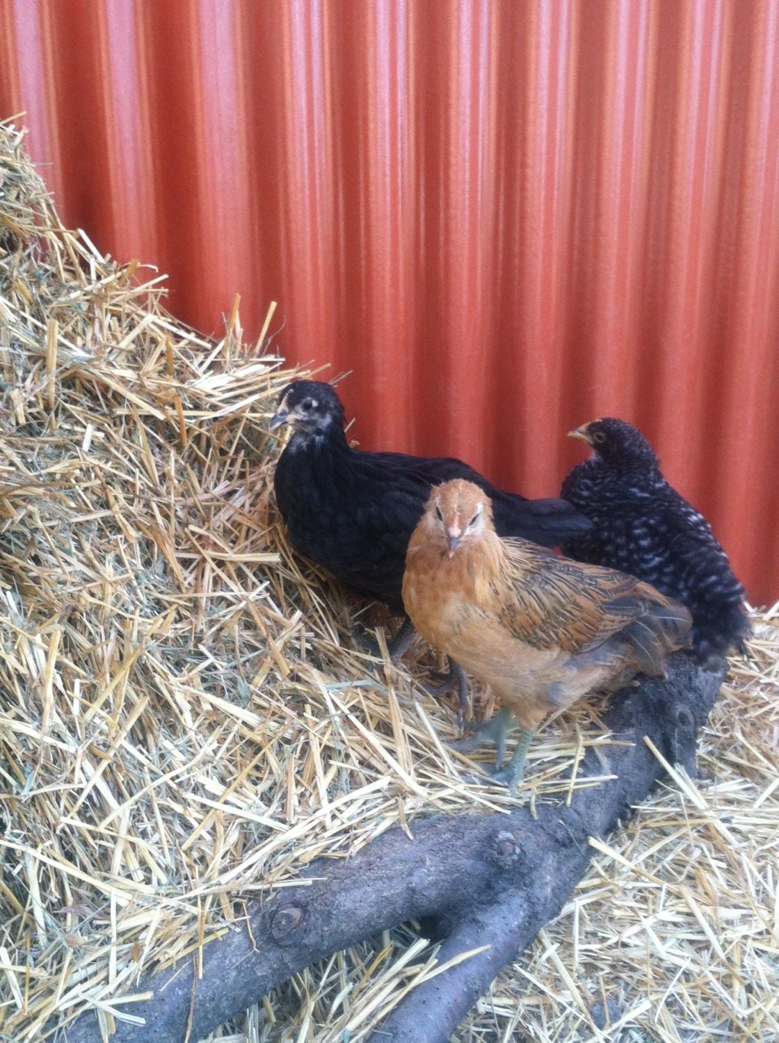 Meet the Hennies! BackYard Chickens Learn How to Raise Chickens
